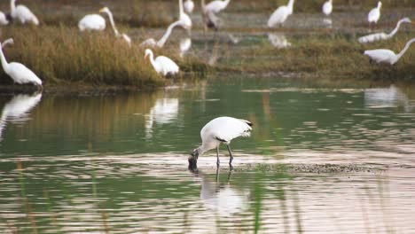 wood-stork-bird-feeding-in-shallow-water