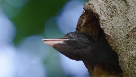 Young-Black-Woodpecker-Poking-Head-Out-Of-Nest-Hole-In-Tree-And-Calling-Out-To-Mother