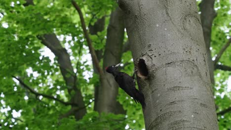 Pájaro-Carpintero-Negro-Aterrizando-En-El-Tronco-De-Un-árbol-Y-Alimentando-A-Un-Niño-Dando-Comida-En-Pico,-Texel,-Cámara-Lenta-De-Países-Bajos