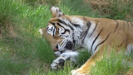 Verschlafener-Kleiner-Bengalischer-Tiger,-Der-Im-Schatten-Inmitten-Einer-Grasbewachsenen-Wiese-Döst