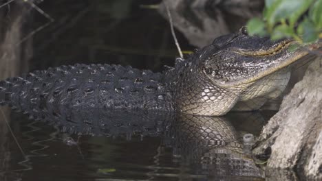 scary-black-alligator-reptile-raising-and-lowering-body-in-water