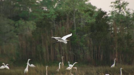 Pájaro-Garceta-Blanca-Volando-En-La-Reserva-Nacional-De-Big-Cypress-En-Cámara-Lenta