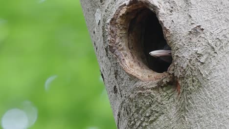 Young-Woodpeckers-Birds-Looking-Out-Of-The-Tree-Hole-Waiting-For-Food