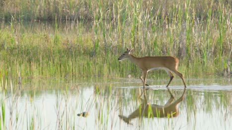 graceful-white-tailed-deer-walking-along-sawgrass-marsh-water-habitat
