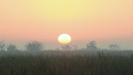 Nebelige-Und-Neblige-Morgensonnenaufgangslandschaft-In-Everglades-Sawgrass-Mit-Vorbeifliegenden-Amseln