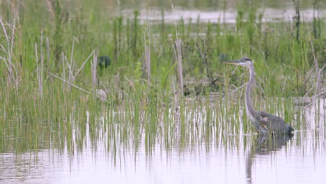 great-blue-heron-bird-resting-in-water-amongst-reeds-in-marsh-slough-habitat