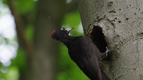Pájaro-Carpintero-Negro-Fuera-Del-Agujero-Del-Nido-En-El-árbol-Metiendo-La-Cabeza-Dentro