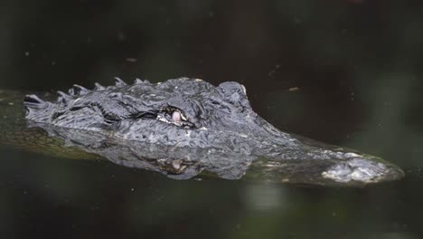 Schwarzes-Alligatorreptil-Mit-Weißem-Auge-In-Dunklem-Wasser