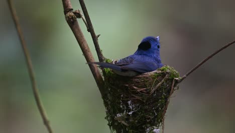 Black-naped-Blue-Flycatcher,-Hypothymis-azurea,-Kaeng-Krachan,-Thailand