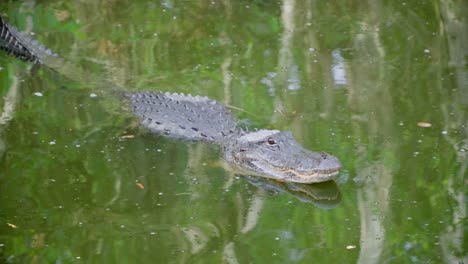 Alligator-Reptil,-Das-Den-Kopf-Im-Wasser-Anhebt