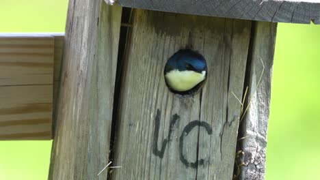 A-tree-swallow-sitting-in-the-opening-of-a-birdhouse