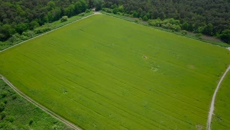 Aerial-drone-view-of-the-big-wide-grass-field-near-the-forest-in-the-Netherlands