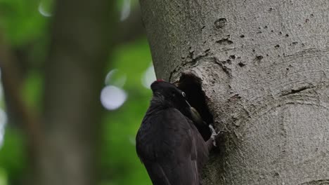 Woodpecker-Inserted-Its-Head-On-Hollow-Tree-In-The-Forest