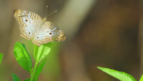 white-peacock-butterfly-spreading-wings-on-plant-leaf