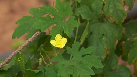Climbing-bitter-gourd-plant-with-yellow-flower-swaying-in-soft-breeze