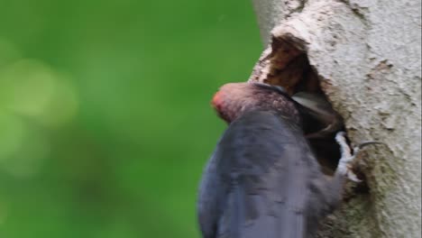 Adult-black-woodpecker-feeding-its-young-through-beak-in-tree-hole-nest