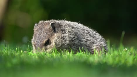A-groundhog-grazing-in-the-yard