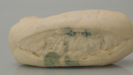 Close-dolly-of-fungus-mold-on-bread
