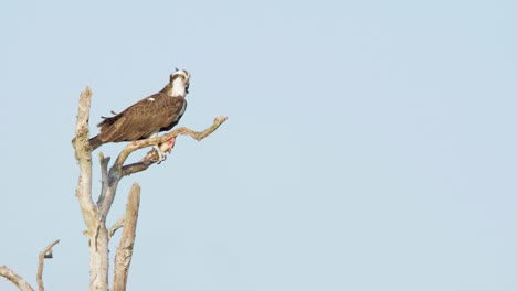 osprey-raptor-bird-on-treetop-with-fish-caught-in-talons
