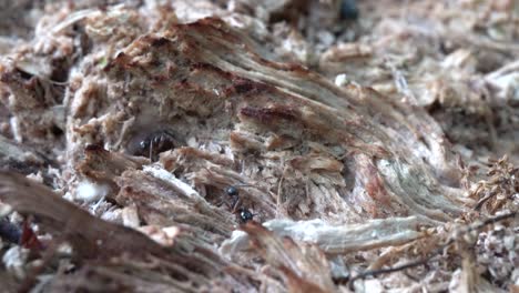 Ants-carrying-things-into-their-ant-hole-on-a-rotten-log