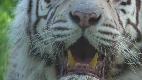 Extreme-closeup-of-White-Bengal-Tiger-mouth-breathing---Slow-motion