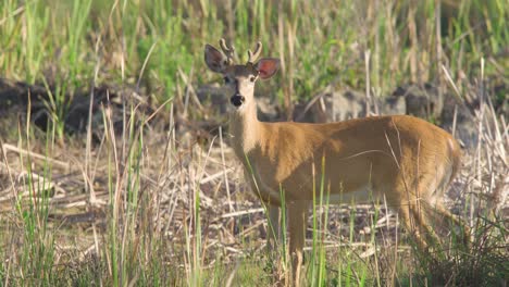 white-tailed-buck-deer-standing