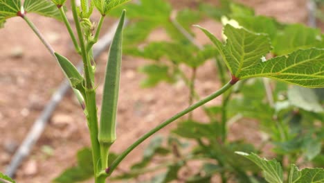 Lady-finger-bean-growth-in-plantation.-selective-focus