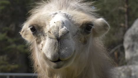 Portrait-of-goofy-white-domestic-Bactrian-camel---Close-up
