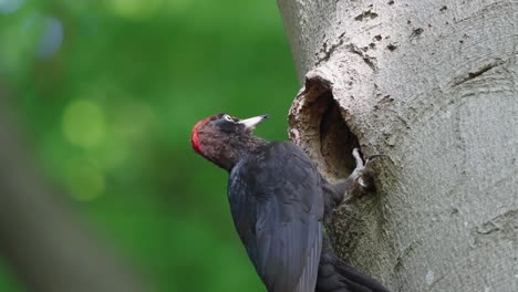 A-Black-Woodpecker-Perched-On-A-Beech-Tree-With-Nesting-Hole---low-angle-shot