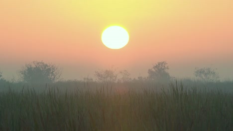 Nebelige-Und-Neblige-Morgensonnenaufgangslandschaft-Im-Everglades-Sawgrass-Lebensraum
