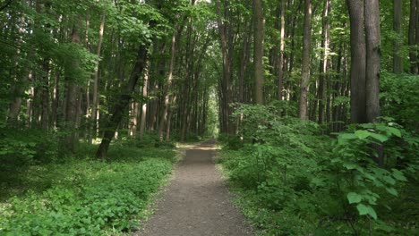 Walking-Through-Dense-Forest-Path