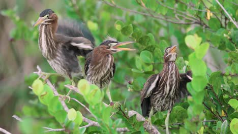 aggressive-little-green-heron-bird-trio-fightning-on-branch
