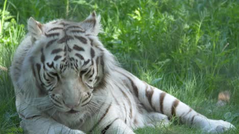 Großer-Weißer-Bengalischer-Tiger,-Der-Inmitten-Einer-Lebendigen-Grünen-Landschaft-Gähnt---Zeitlupe