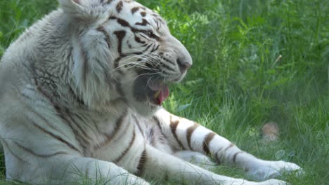 Riesiger-Weißer-Tiger,-Der-Sich-Auf-Grasbewachsenen-Boden-Legt-Und-Sich-Angestrengt-Leckt