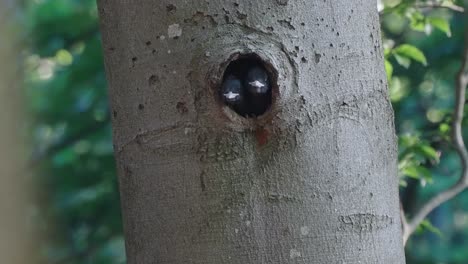 Baby-woodpecker-birds-perched-inside-the-hole-of-a-tree