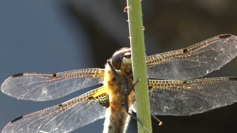 Libelle-Sitzt-Friedlich-Auf-Dem-Stiel-Einer-Blume-Und-Wiegt-Sich-Sanft-Im-Wind