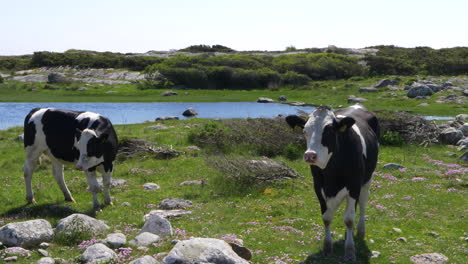 Cows-Eating-Grass-in-Countryside-of-Sweden,-Halland-on-a-Beautiful-Summer's-Day