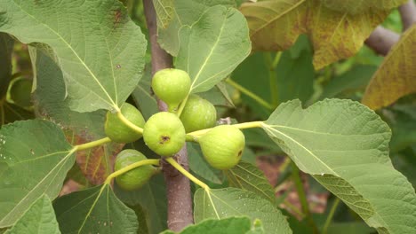 Close-up-of-a-bunch-of-common-figs-growing-on-a-tree-that-is-swinging-in-soft-breeze