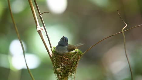 Black-naped-Blue-Flycatcher,-Hypothymis-azurea,-Kaeng-Krachan,-Thailand
