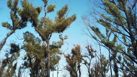 Ein-Jahr-Nach-Dem-Verbrennen-Durch-Lauffeuer-In-Der-Nähe-Von-Mallacoota,-Victoria,-Australien,-Dezember-2020,-Erhebt-Er-Sich-Durch-Die-Baumkronen-Sich-Erholender-Eukalyptusbäume