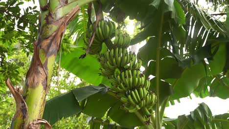 Schließen-Sie-Herauf-Junge-Organische-Grüne-Bündelbanane-Auf-Bananenbaum-In-Der-Farm