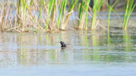 coot-bird-eating-and-feeding-on-plants-in-marsh-water-habitat