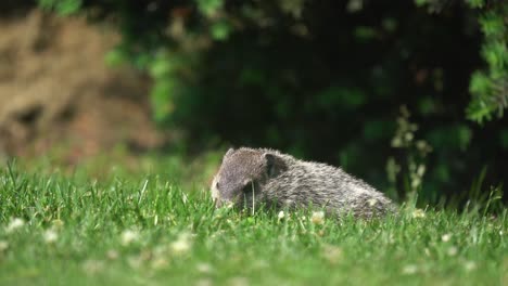 A-groundhog-eating-grass-under-the-shade-tree