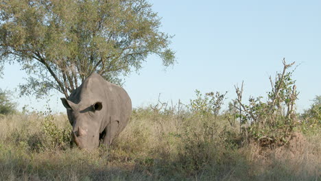 White-Rhinoceros--grazing,-shot-in-low-angle