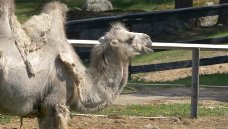 Shaggy-double-hump-white-Bactrian-camel-slowly-ruminating-fresh-grass
