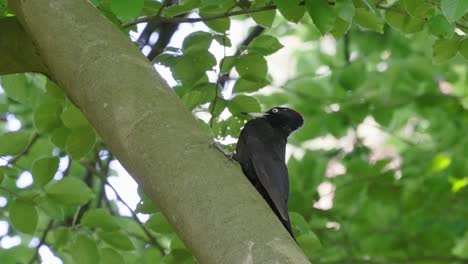 Establishing-view-of-woodpecker-standing-on-green-tree-branch,-handheld,-day