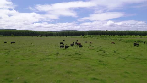 Herd-Of-Cows-In-A-Cattle-Farm-At-Rural-Countryside-In-Oregon,-USA