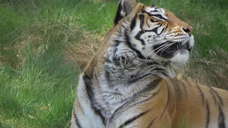Neugieriger-Bengalischer-Tiger,-Der-Auf-Grasbewachsenem-Boden-Liegt-Und-Die-Umgebung-Schnüffelt