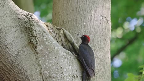A-Black-Woodpecker-Sitting-On-The-Tree-Branch-In-The-Forest---close-up