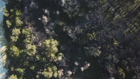 Luftbild-Mit-Blick-Auf-Die-Sich-Erholenden-Küsten--Und-Eukalyptuswälder,-Ein-Jahr-Nachdem-Ein-Lauffeuer-Die-Region-Heimgesucht-Hatte